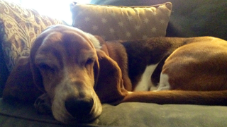 Illustration for article titled My Dog's Review of Dark Souls II